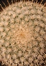Mammillaria dixanthocentron (1).jpg